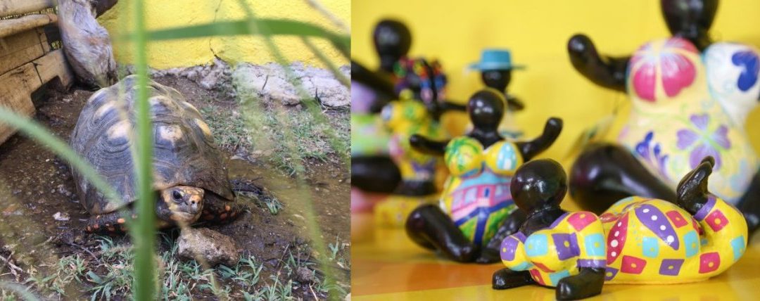 All about the Chichi® shop with Ginger, the tortoise!