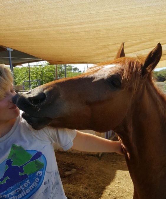 Dakota, the awesome therapy horse