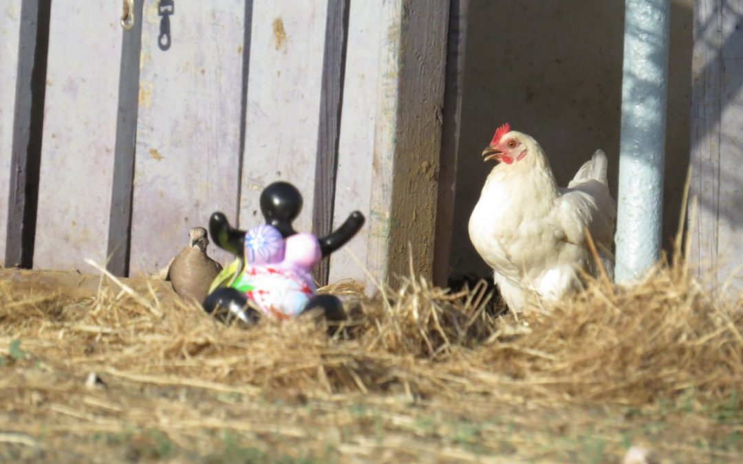 Travel the east of Curaçao with Snowy the chicken