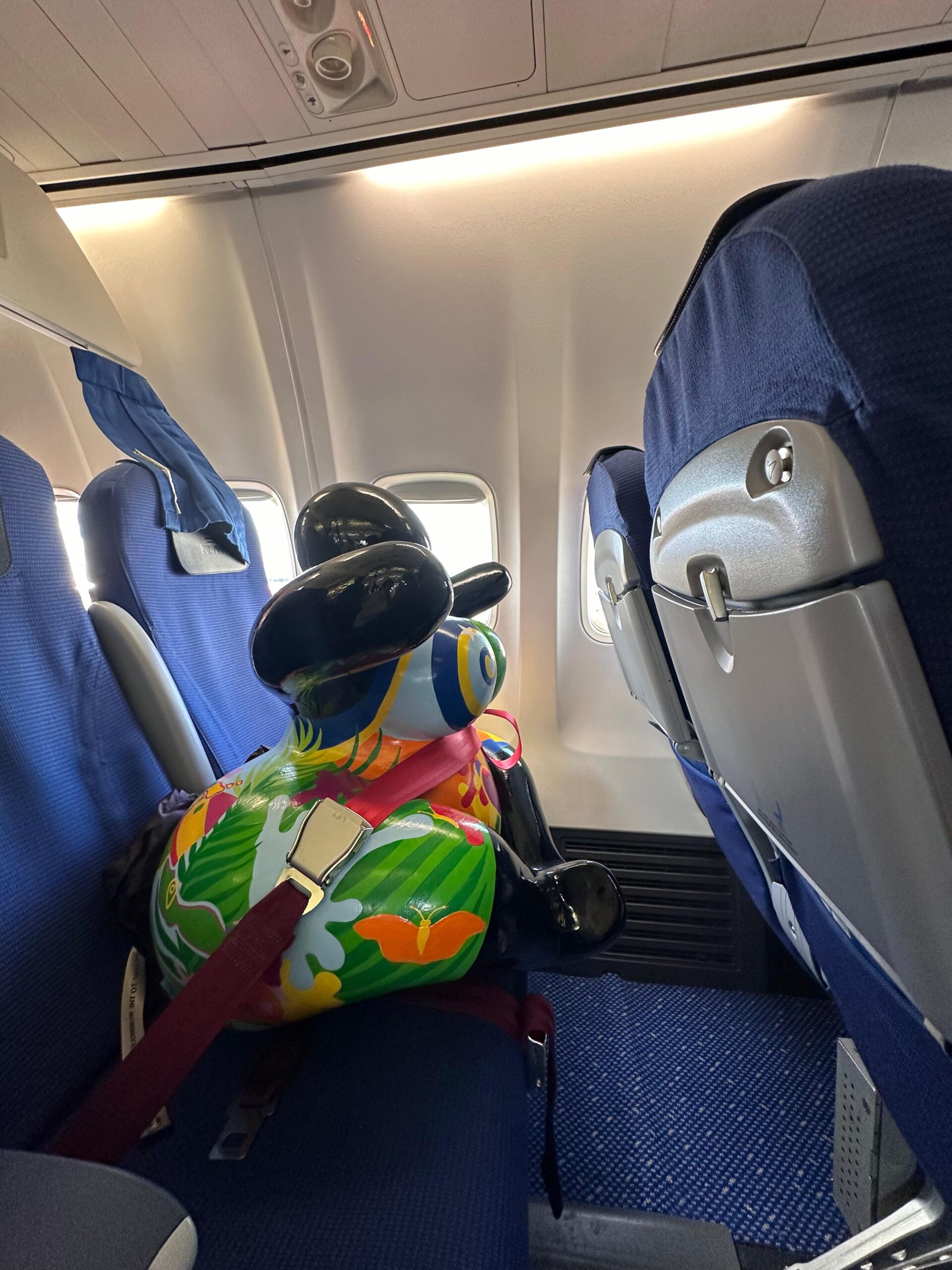 chichi in plane