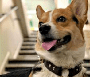 BLOG: 104 Chichi® Sculptures in RBC Bank