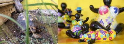 All about the Chichi® shop with Ginger, the tortoise!